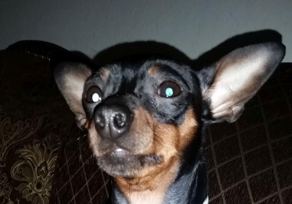 Pic of the Litter: Chuco